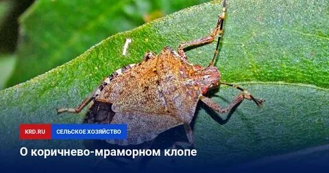 Мраморный клоп дома