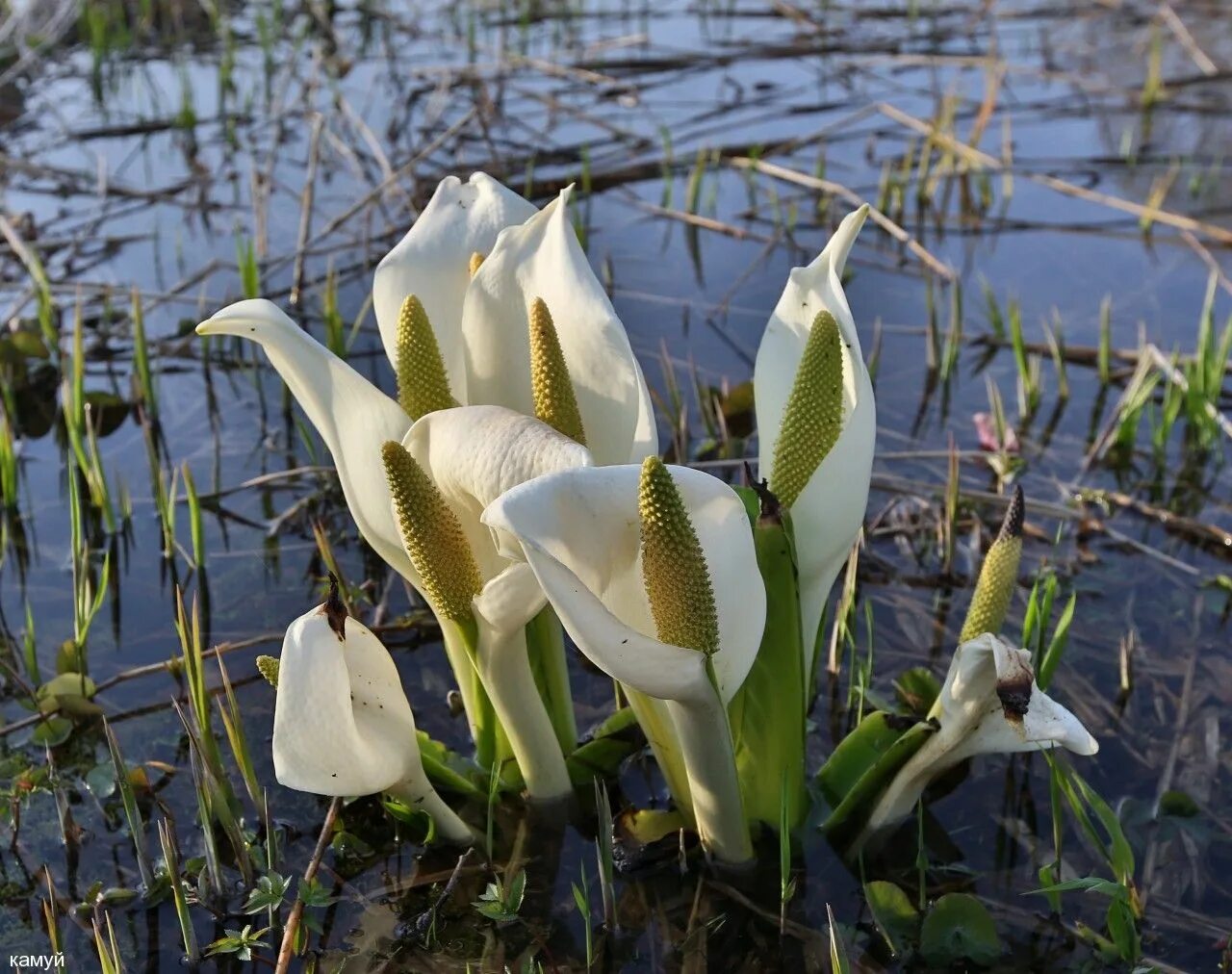 белые болотные цветы. белая кувшинка река волга. нимфея озерная. белокрыльник боло́тный. белые болотные цветы.
