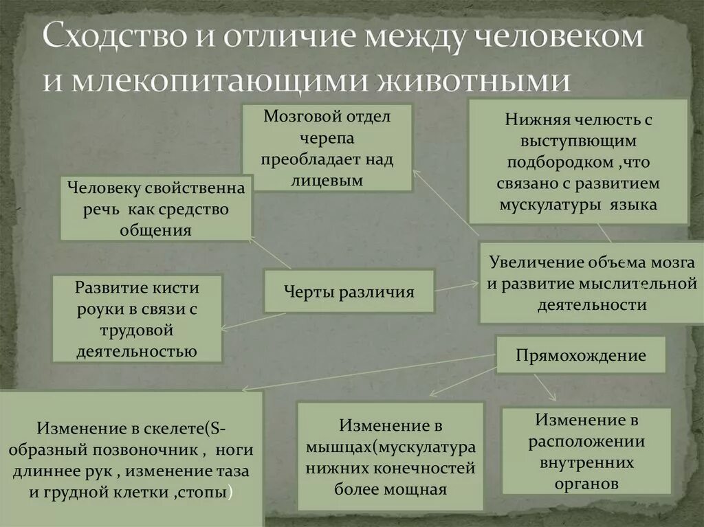 Отличие и сходства людей. Различия человека и млекопитающих. Сходства и различия человека и млекопитающих. Отличия и сходства человека и животного. Сходство человека с млекопитающими.