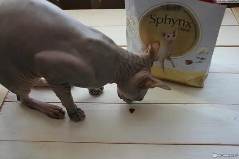 Лучшие корма для сфинкса котенка