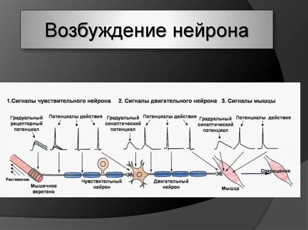 Возбуждающий сигнал