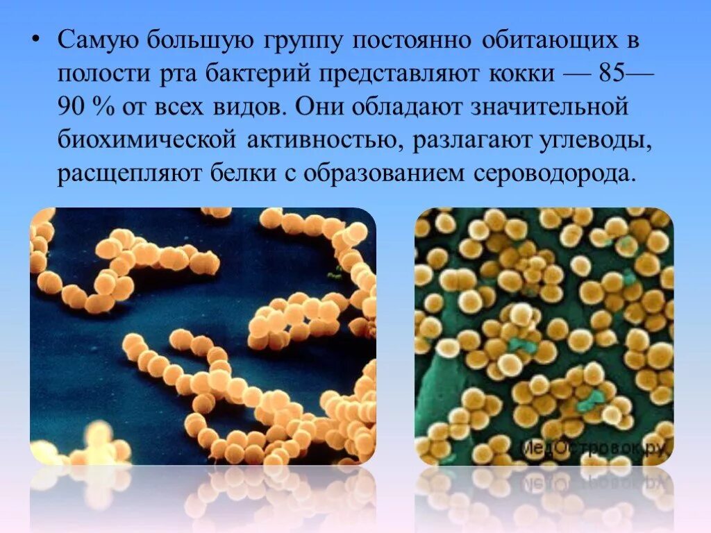 Бактерии в слюне. Микрофлора ротовой полости. Vbrhjakjhмикрофлора полости рта. Количество микроорганизмов в полости рта. Кокки бактерии.