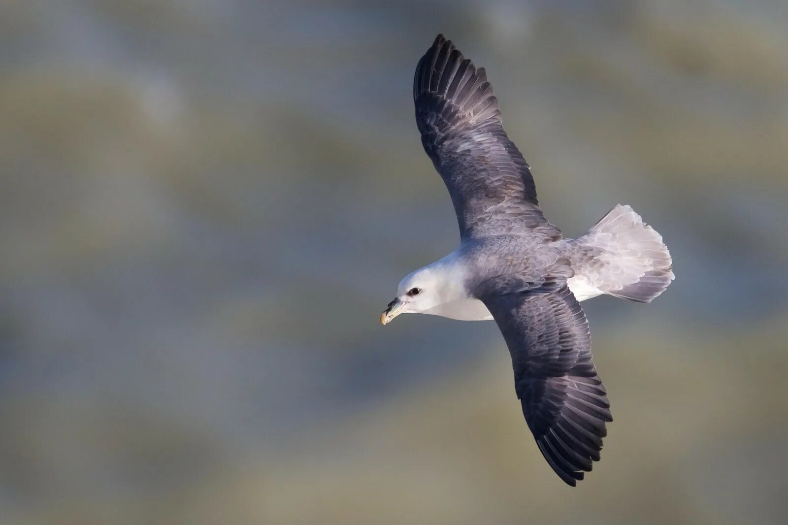Northern Fulmar (Fulmarus glacialis auduboni) light morph near Sumburgh Head, Sh