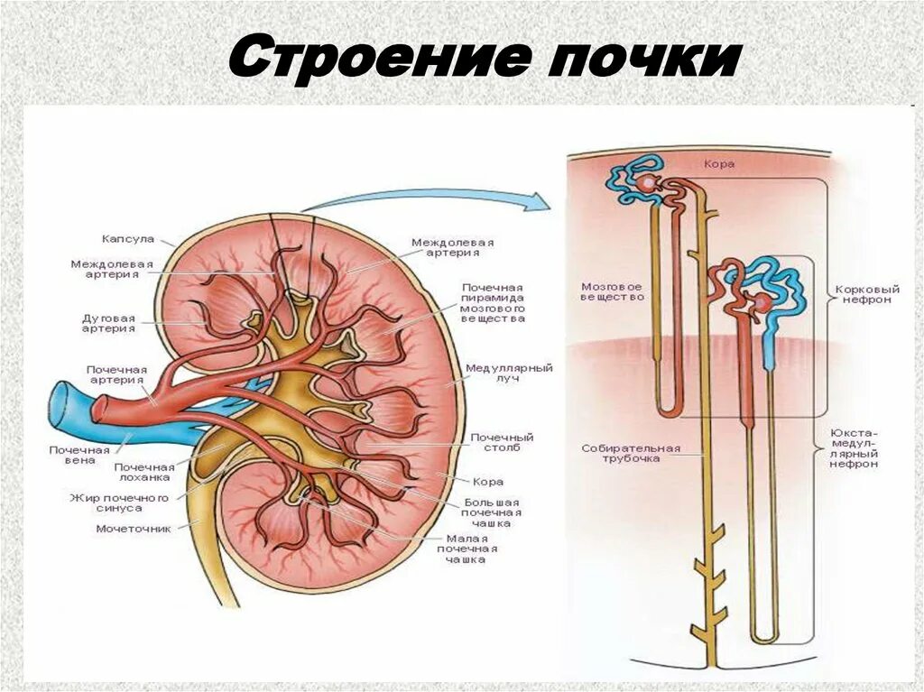 Почка анатомия человека. Схема строения почки. Почка человека рисунок с обозначениями. Строение почки анатомия схема. Анатомические структуры почки.