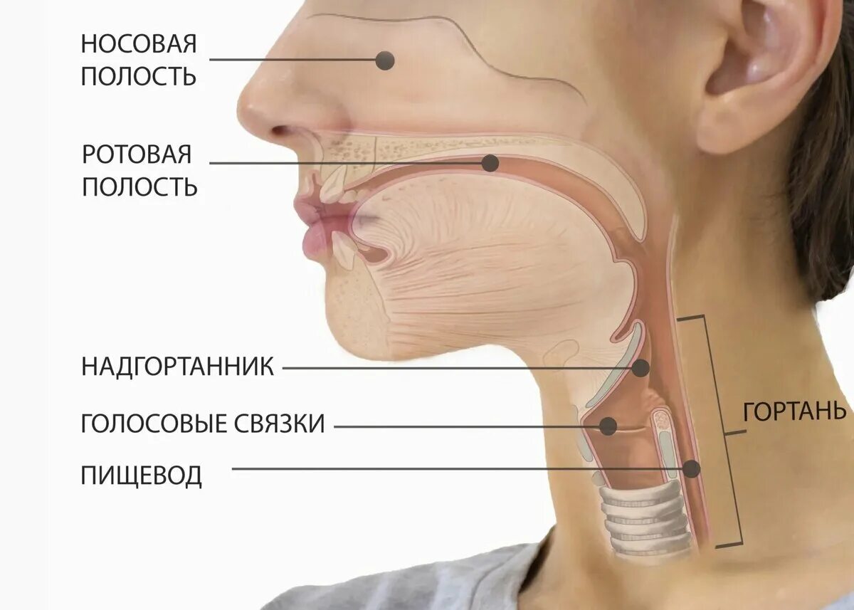 Положение гортани в пении. Резонаторы в голосовом аппарате человека. Строение голосового аппарата связки. Положения гортани в вокале.