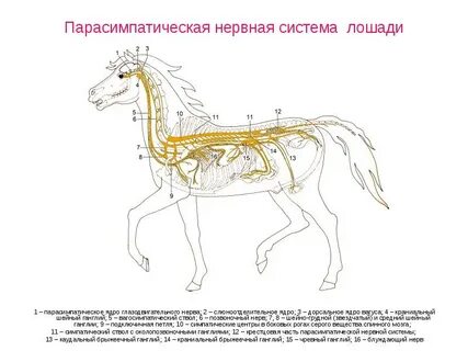 Периферическая система животных