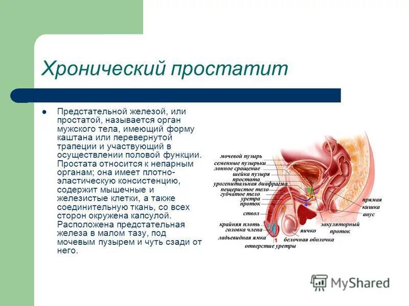 Мужской врач по половым органам как называется. Хронический простатит предстательной железы. Презентация на тему простатит. Хронич простатит. Железистый орган у мужчин что это.