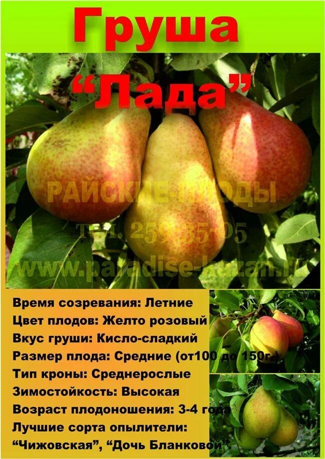 Груша чижевского описание сорта опылители. Груша памяти яковлева опылители чижовская. груша память яковлева опылители. сорта груш с описанием.