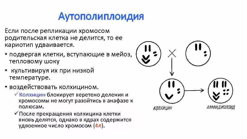 Хромосомные мутации егэ биология. Механизм возникновения хромосомных мутаций. Нерасхождение хромосом при синдроме дауна. Мутация в мейозе. Нарушение мейоза.