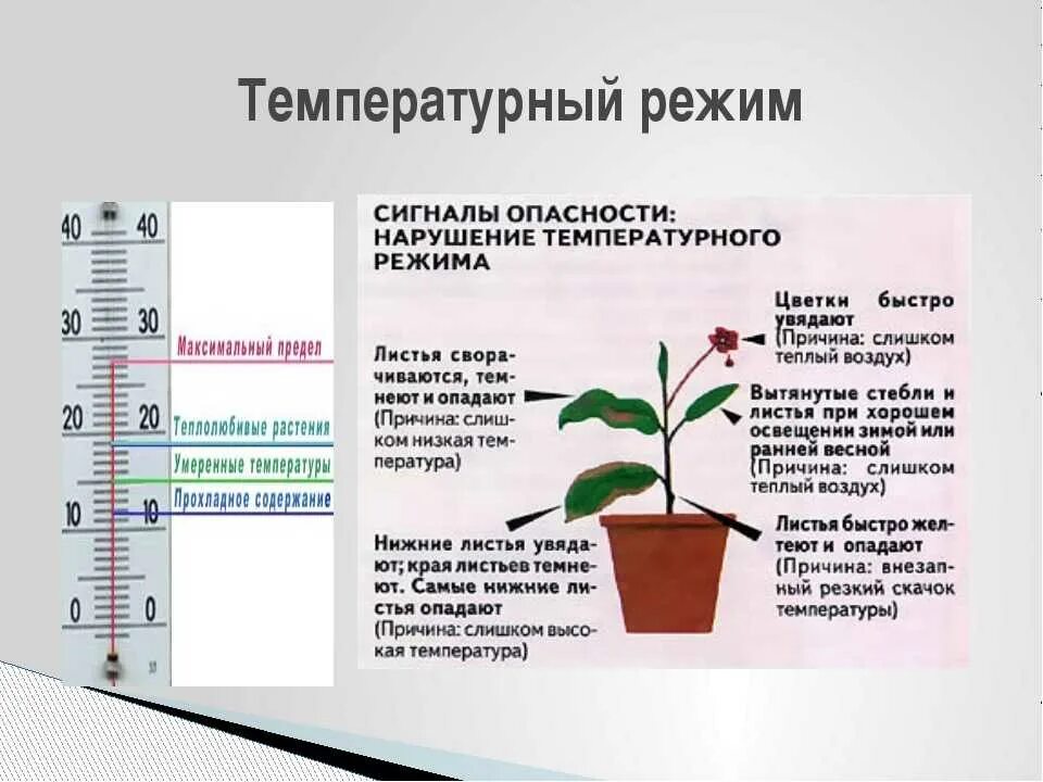 Температура для цветов