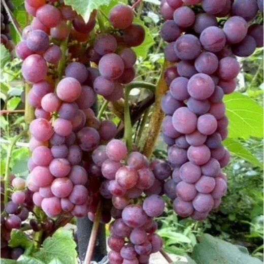 Виноград свенсон ред описание сорта фото Vitis 'Svenson Red' Winorośl XL! 7475099403 oficjalne archiwum A