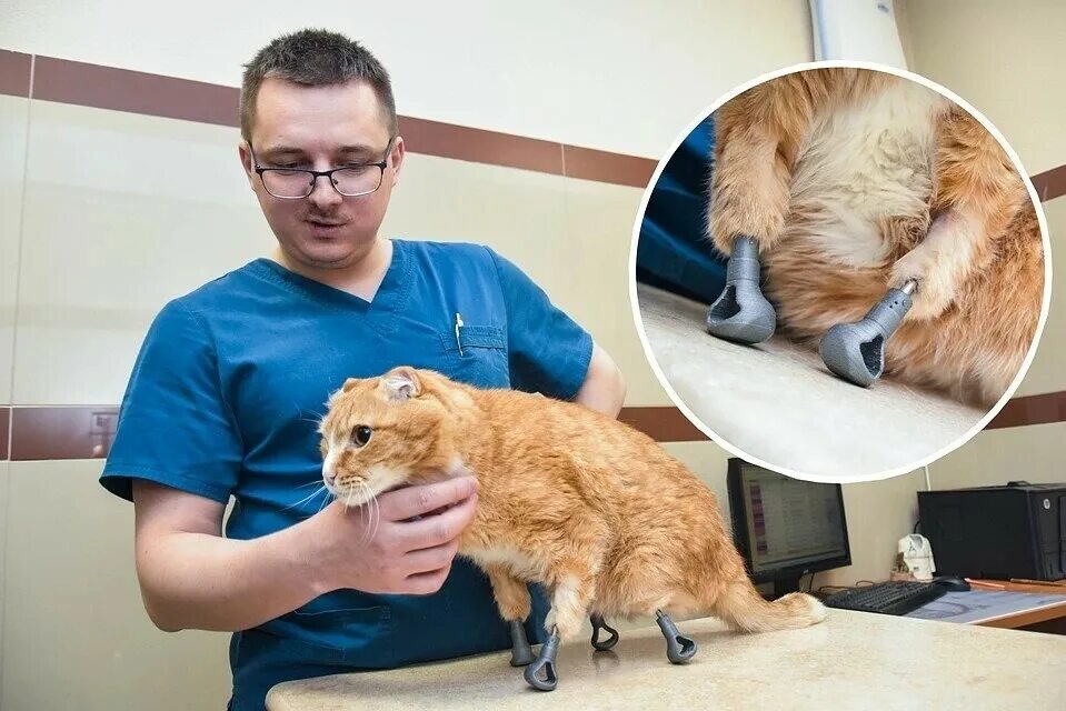 Пересадка животных. Протезы для кошек. бионические протезы для животных. кот с протезами.