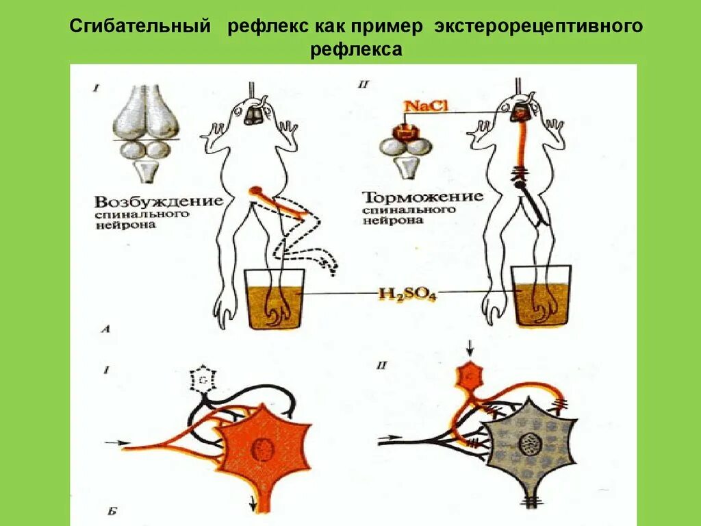 Поле рефлекса. Полисинаптический сгибательный рефлекс. Эктерорециптивные рефлексы. Рефлекторная дуга сгибательного рефлекса. Защитные рефлексы примеры.