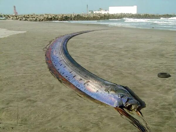 сельдяной король рыба. гигантская рыба — сельдяной король. самая длинная рыба в мире. сельдяной король в чили. сельдяной король рыба.