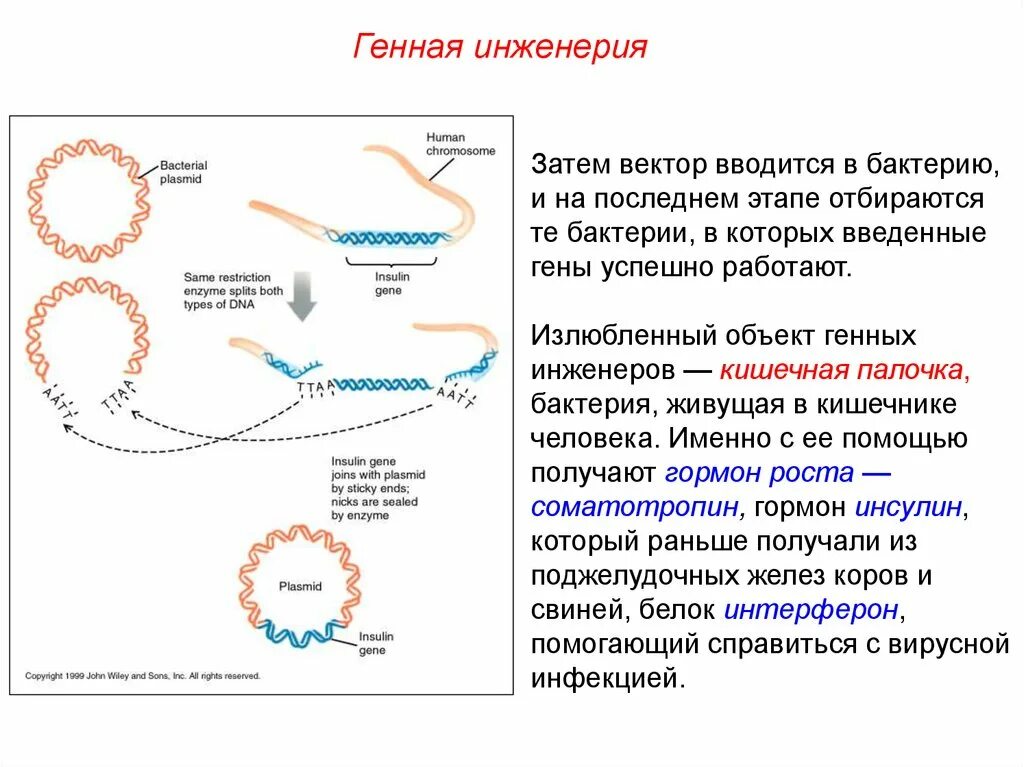 Получение соматотропина. Генно-инженерный Синтез инсулина. Генная инженерия микроорганизмов. Методы генетической инженерии. Векторы в генной инженерии.