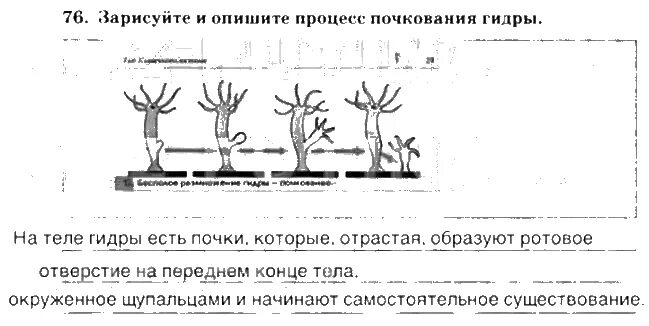 Укажите примеры полового размножения почкование гидры Тесты по теме "Размножение" 9 класс
