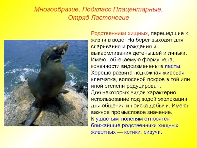 Значение выделенного слова ластоногих