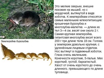 Мелкая описание