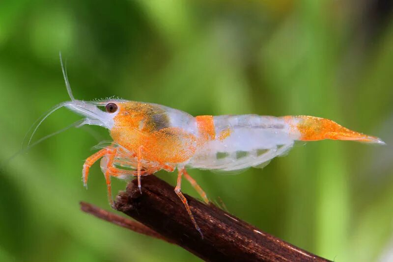 Креветки аквариумные виды. Аквариумная креветка рилли. Neocaridina heteropoda. Оранжевая рили неокаридина. Креветка рили оранжевая.