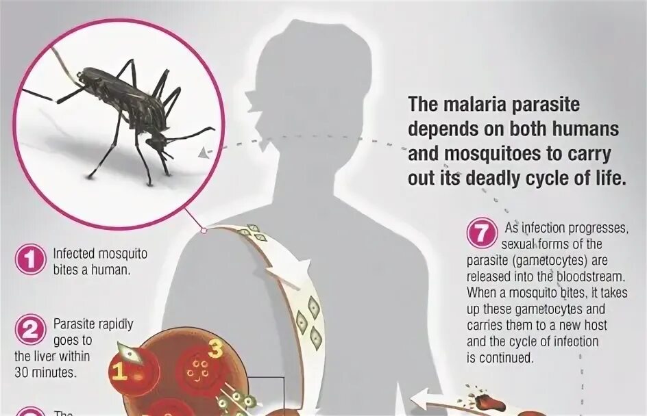 Малярия памятка. Стоп малярия.