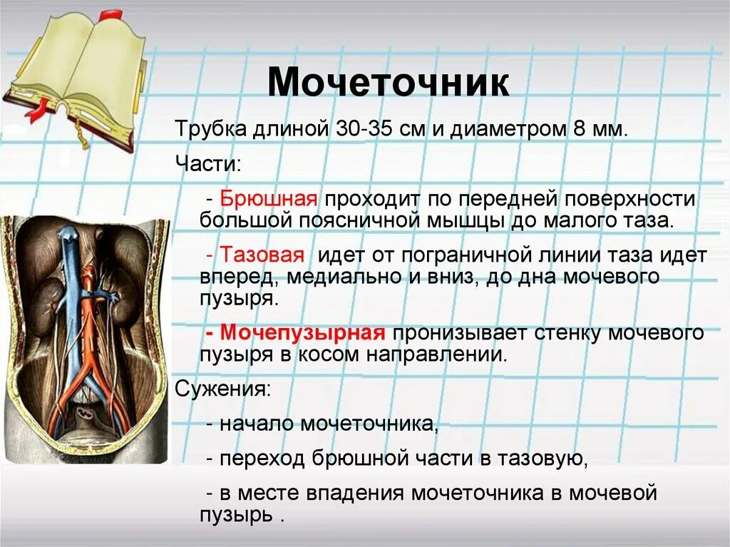 Тазовая часть мочеточника. Части мочеточника. Мочеточник строение части. Части мочеточника анатомия. Отделы мочеточника.