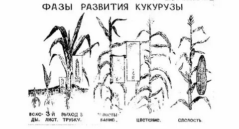 Температура роста кукурузы