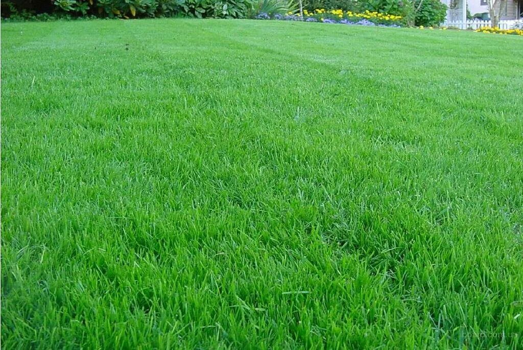 Газонная трава 10 кг. Райграс пастбищный для газона. Мятлик Луговой для газона. Мятлик райграс. Газонная трава семена мятлик Луговой.