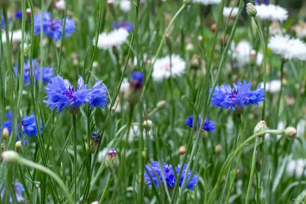 Wallpaper flowers, blue, bouquet, cornflowers for mobile and desktop, section цв