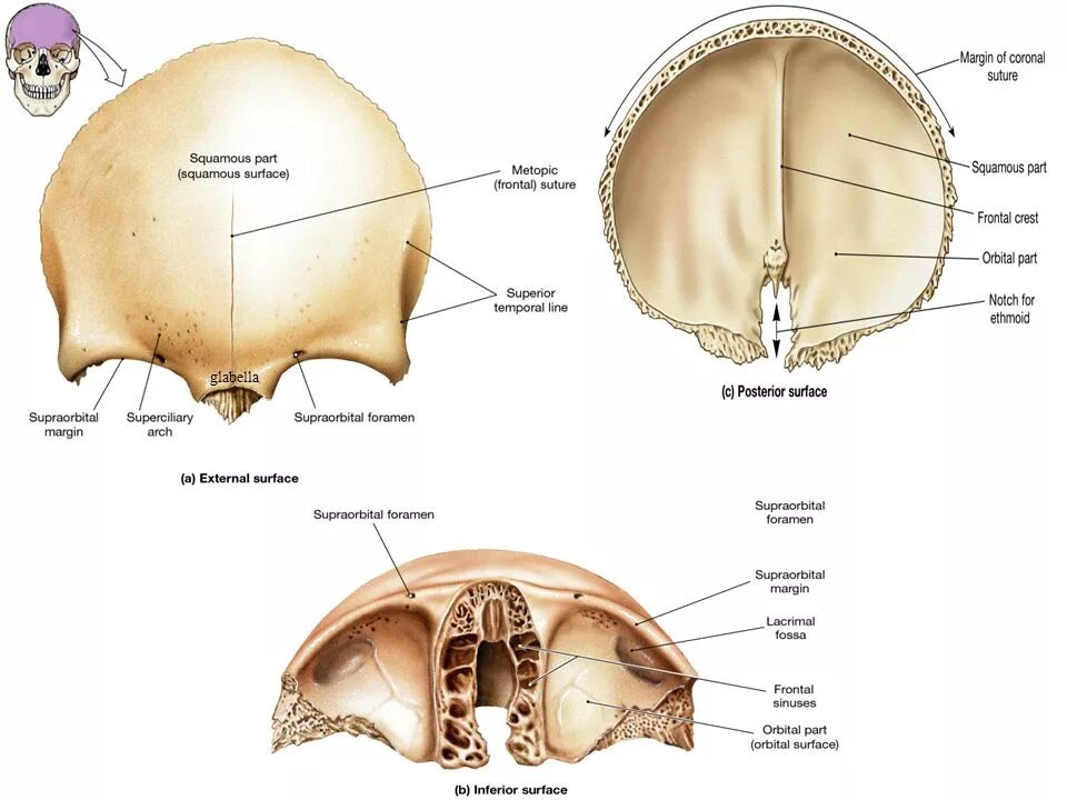 Лобная кость черепа человека. Строение лобной кости анатомия. Ямка слезной железы лобной кости. Лобная кость черепа анатомия человека.