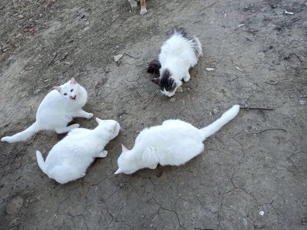 Горловский приют верный друг. Приют для бездомных длнеук. Фото собаки дени из беловского приюта доброе сердце. Приют горловка. Ногинск приют для безнадзорных животных.