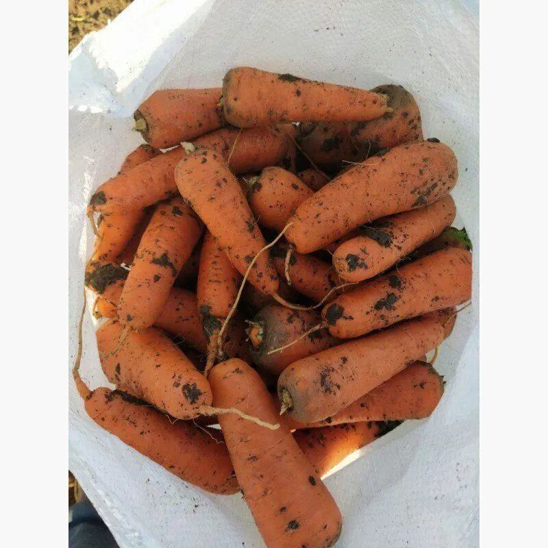 10 килограмм моркови. Килограмм моркови. Морковь кг. Кило моркови. Морковь 2 килограмма.
