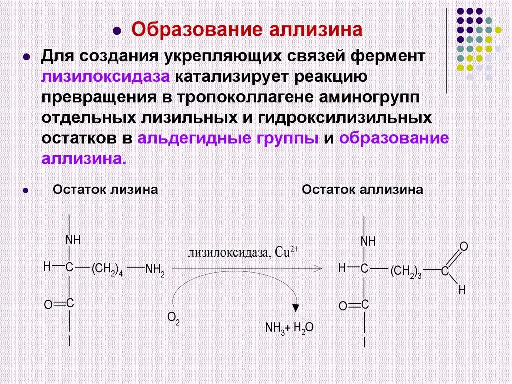 В образование участвуют пептидные связи. Катализирует образование пептидной связи. Тропоколлаген биохимия. Псевдопептидные связи. Лизилоксидаза коферменты.