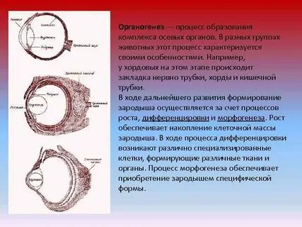 Комплекс осевых органов