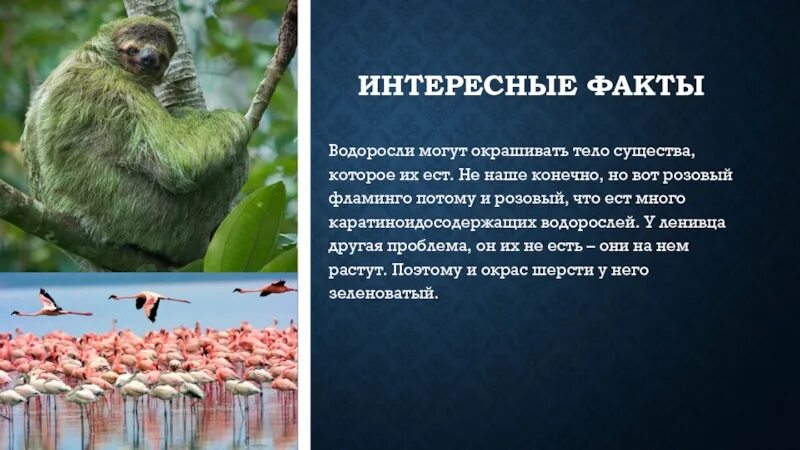 Интересные факты о водорослях. Удивительные факты о водорослях. Интереснейшие факты о водорослях. Интересные водоросли сообщение. Факты биология 8 класс