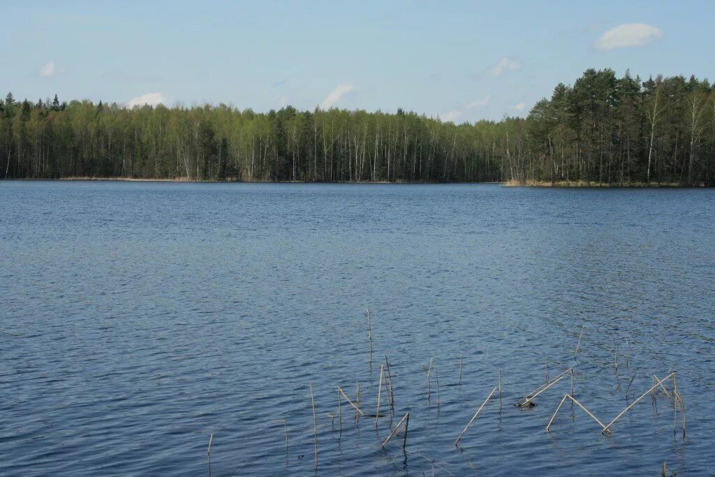 Любытино озеро городно. Озеро городно. Озеро городно. Озеро городно псковская область. Озеро городно новгородская.
