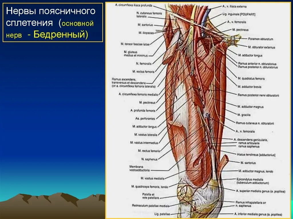 Периферические нервы и сплетения. Пояснично-крестцовое сплетение анатомия. Мышечные ветви поясничного сплетения. Ветви поясничного сплетения схема. Нервы поясничного сплетени.