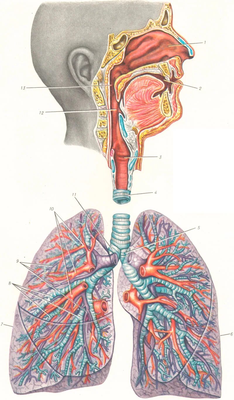 Носоглотка бронхи гортань носовая полость легкие трахея. Дыхательная система трахея. Гортань трахея бронхи анатомия. Дыхательная система трахея анатомия человека. Дыхательная система анатомия бронхи.