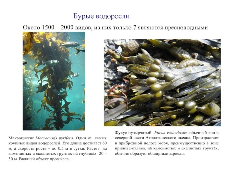 Бурые водоросли макроцистис. Макроцистис пирифера. Бурая водоросль (Macrocystis pyrifera),. Бурые водоросли ламинария макроцистис.