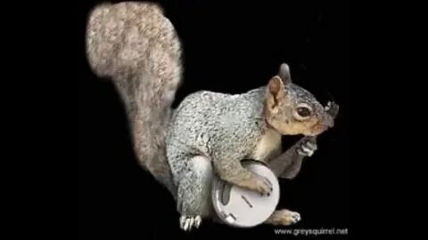 Who doesn't love musical squirrels? 