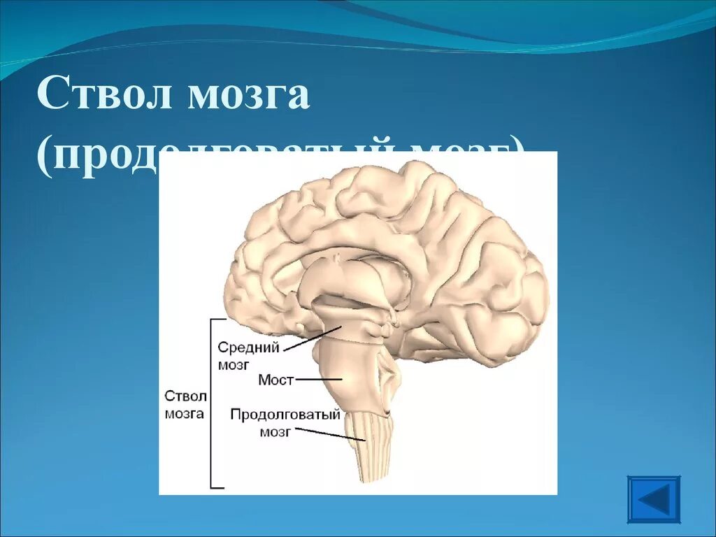 Строение ствола мозга. Анатомическое строение ствола мозга. Функции стволовой части головного мозга. Нижние отделы ствола мозга. Какие функции выполняет ствол мозга