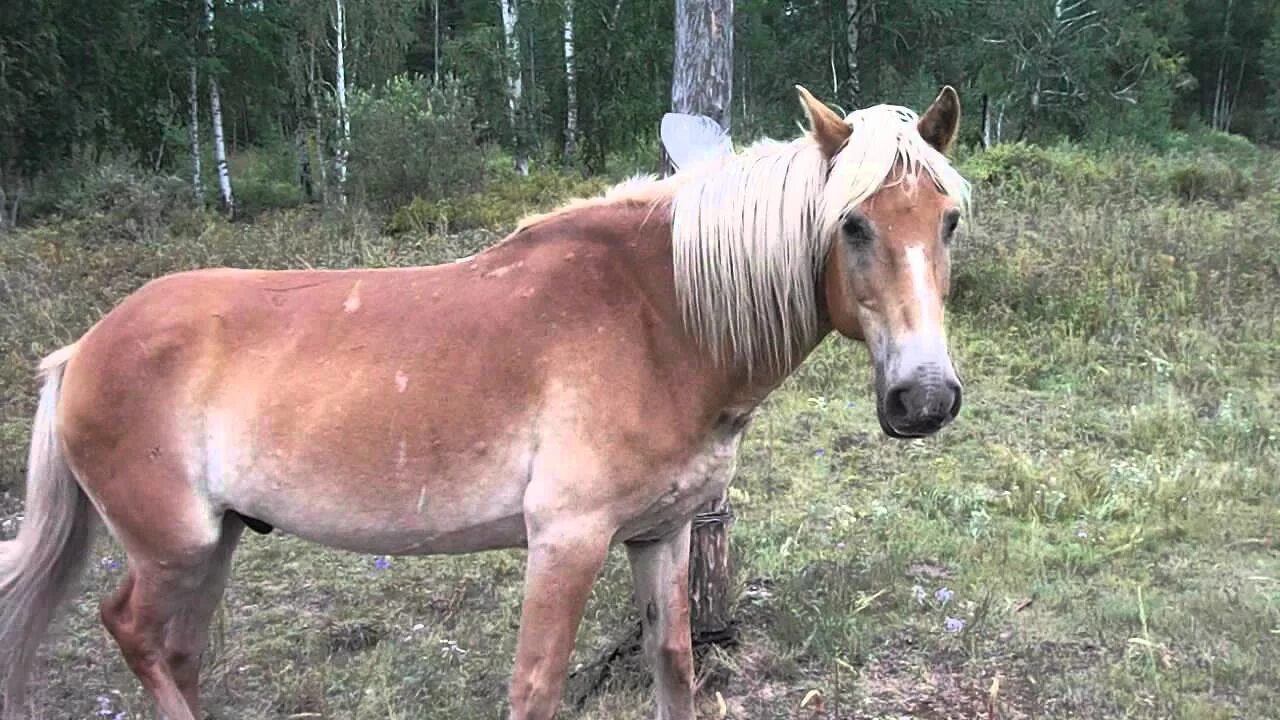 Забайкальская порода лошадей. Забайкальская лошадка. Фырканье лошади. Забайкальская кудрявая лошадь.