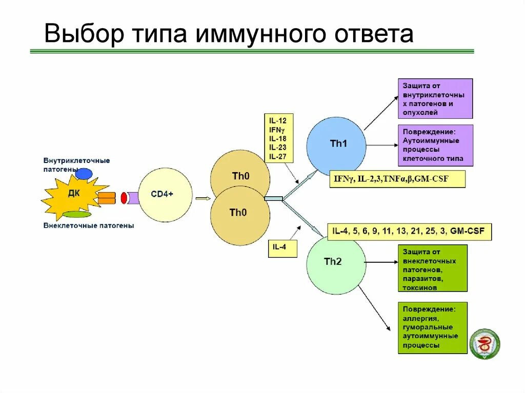 Наличие иммунного ответа. Схема th1 иммунного ответа. Адаптивный иммунный ответ схема. Адаптивный иммунный ответ клеточный схема. Гуморальный адаптивный иммунный ответ.