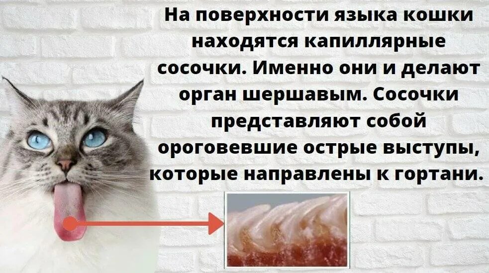 Кот сильно воняет. Почему у кошек шершавый язык. Структура кошачьего языка.