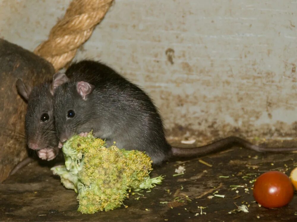 Сонник черных крысы. Rattus Rattus чёрная крыса. Серая крыса, или Пасюк (Rattus norvegicus). Серая крыса Пасюк. Черная Полевая крыса.