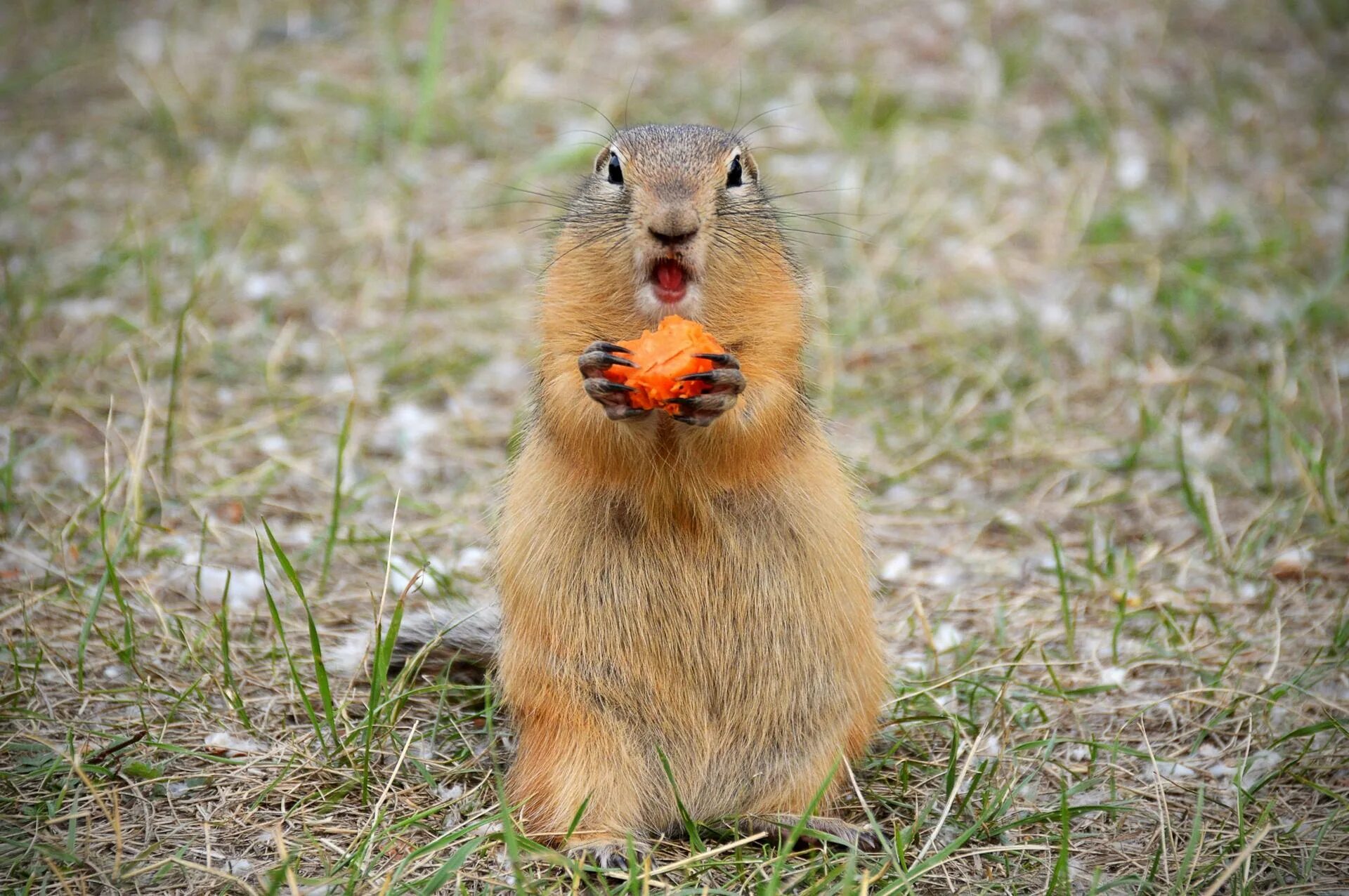 День суслика. Мармот сурок. Marmot, Байбак, сурок. Суслик Байбак. Степной Байбак.