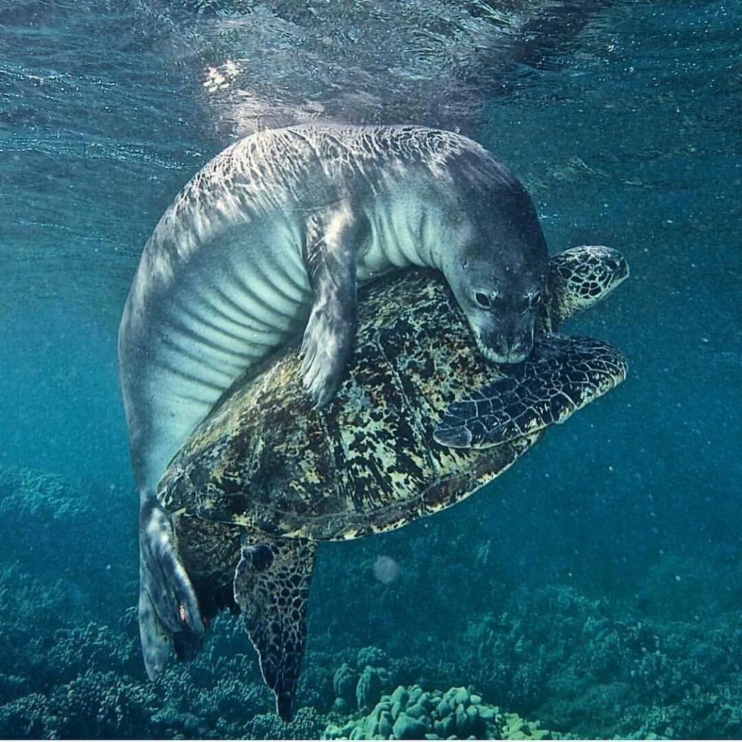 Кожистая черепаха в Атлантический океан. Черепаха Каретта-Каретта. Морские обитатели. Обитатели океанов. Обитатели индийского