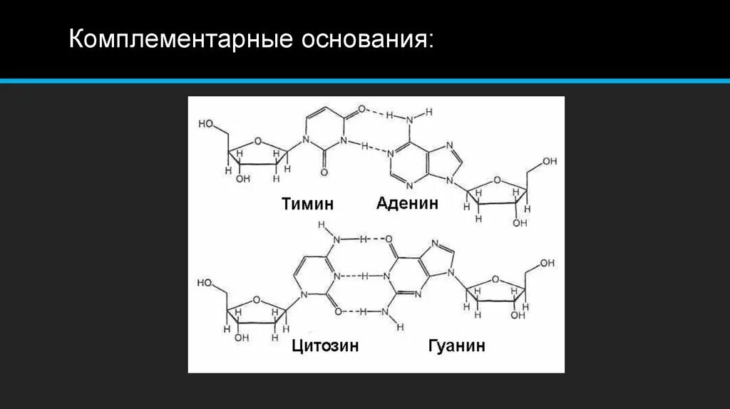 Комплементарные азотистые основания. Гуанин комплементарные основания. Аденин гуанин цитозин Тимин комплементарность. Комрлиментарные основания. Комплиментарная пара