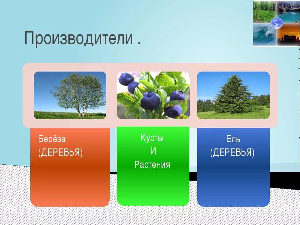 Организмы производители 3. Растения производители. Производитель дерева. Какие растения производители. Растения производители примеры.