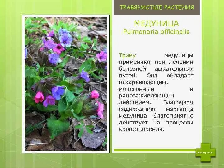 Медуница лекарственная для чего. Медуница сибирская трава лекарственная. медуница трава лечебные. медуница болотная. медуница лекарственная pulmonaria officinalis высушенная.