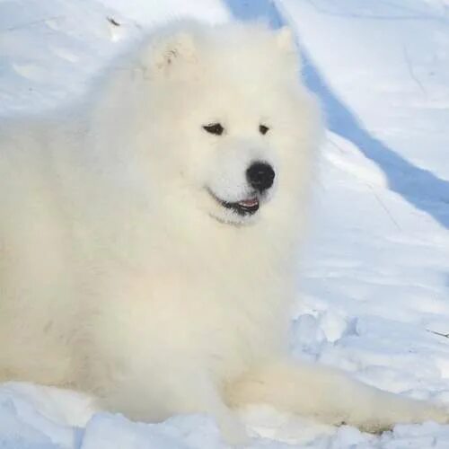 Алабай и самоед. Арктический шпиц самоед щенок. Самоед в Арктике. Алабай самоед собака.